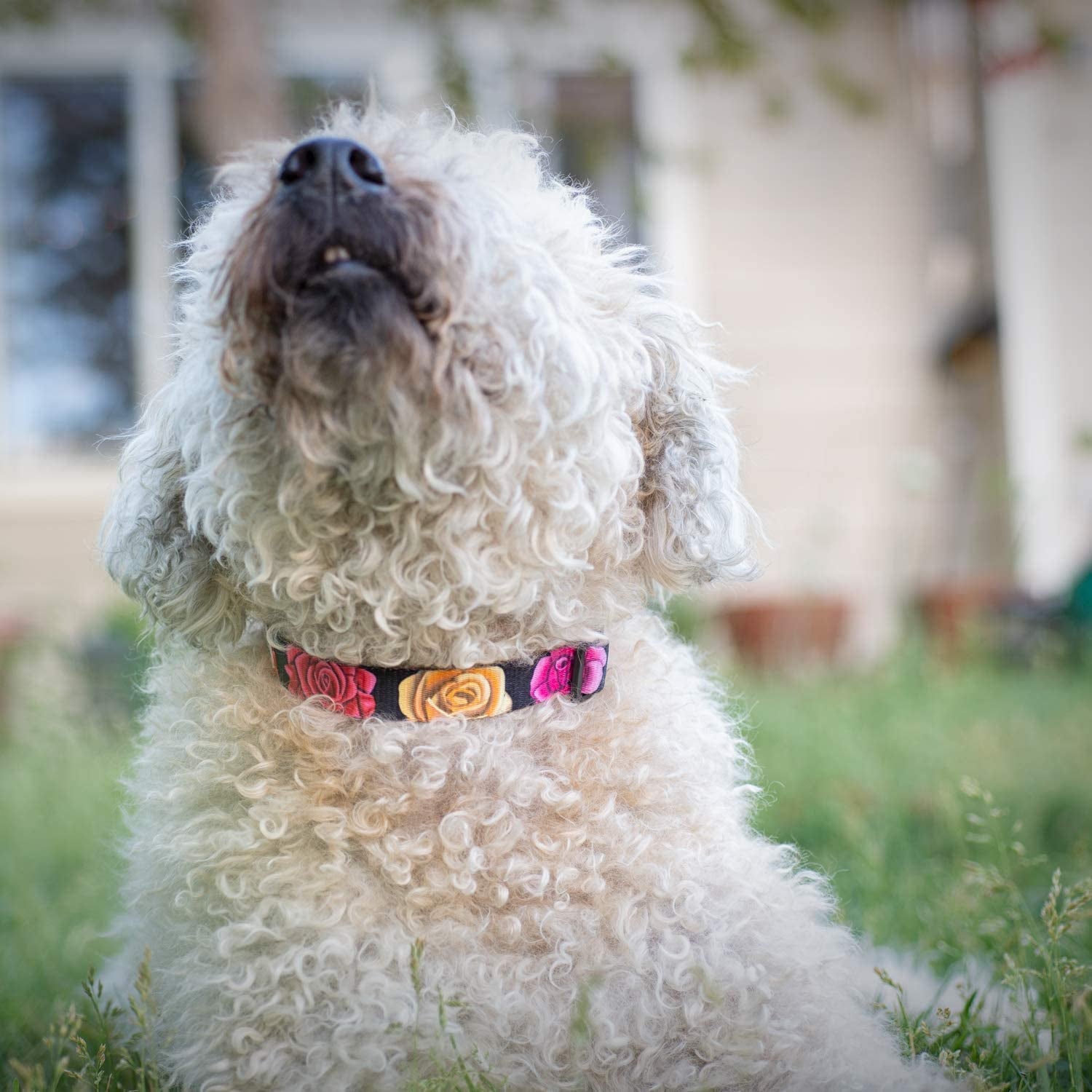 Floral Flower Dog Collar (Large, Rose)